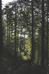 Obraz premium morning in the forest