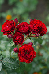 Branch bushy red roses after rain with water drops
