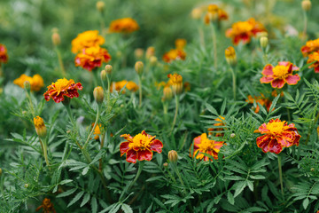 Marigold flowers bloom in the garden