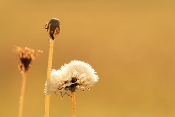 Blüten , Löwenzahn 