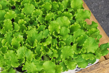 Fresh green lettuce on the market