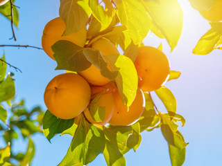 Persimmon tree with many ripe persimmons in autumn.