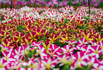 petunia multicolors