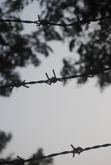 branches of tree