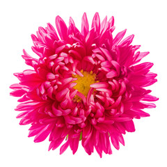 Blooming red aster flower isolated on white background, top view. Image for greeting cards and various holidays