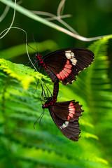 Two butterfly mating. Common Mormon, Papilio polytes, beautiful butterfly