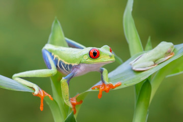 Red-eyed Tree frog in Rainforest