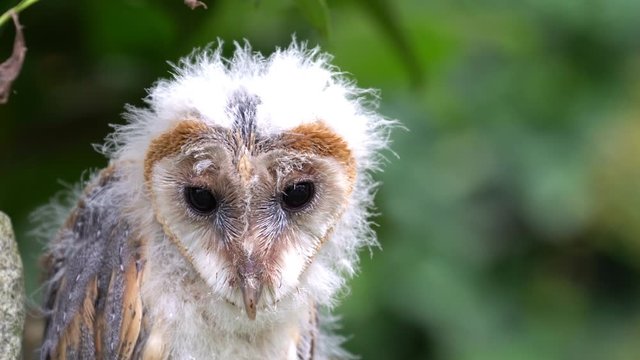Jungtier einer Schleiereule vor gr&uuml;nem Hintergrund, mehrere Einstellungen