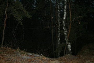 forest in the night