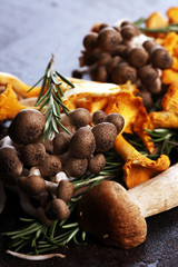 variety of raw mushrooms on wooden dark table. oyster and other fresh mushrooms.
