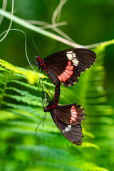 Two butterfly mating. Common Mormon, Papilio polytes, beautiful butterfly