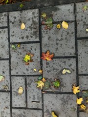 Photograph of a maple leaf on the sidewalk tiles in autumn.