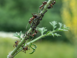 Hormigas ordeñando pulgones