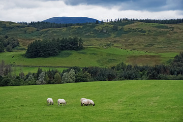 Sheeps on the green meadow in cloudy day.