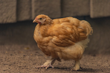 Color hen with long feathers on small legs
