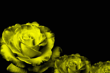 Rosas amarillas sobre fondo negro.