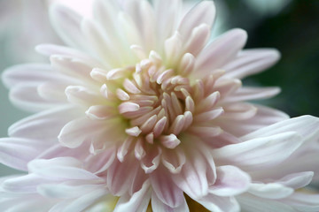 White chrysanthemum. Close up. Macro image