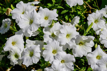 Naklejka premium White Petunia axillaris flowers in a sunny spring garden viewd from above, fresh natural and floral background 