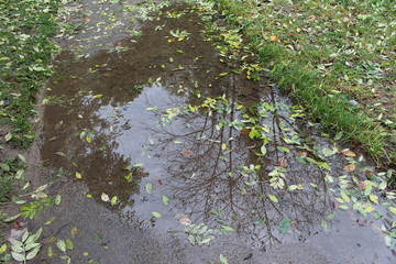 Puddle of water covered with leaves reflecting tree