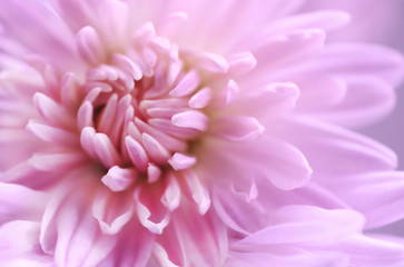 Pink chrysanthemum. Close up. Macro image