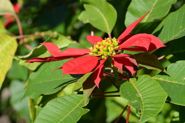 One decorative red poinsettia (Euphorbia pulcherrima) known as  Christmas Flower in a street in...