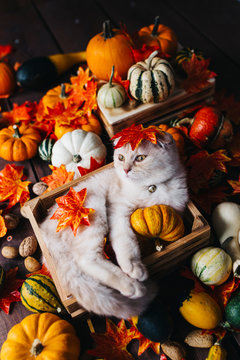 A Yellow baby British shorthair kitty with halloween pumpkins at brown autumn background