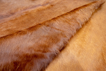 Animal hair of fur cow leather texture background.Natural Fluffy brown cowhide skin.