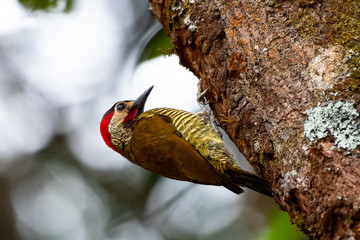 A Golden Olive Woodpecker climbing up the trunk of a tree in search of food in the rain forest.