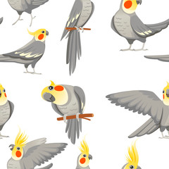 Seamless pattern of adult parrot of normal grey cockatiel (Nymphicus hollandicus, corella) cartoon bird design flat vector illustration on white background