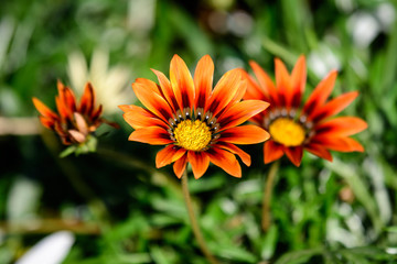 One orange gazania flower and green leaves in soft focus, other flowers in the background, in a garden in a sunny summer day