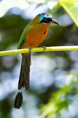 A Trinidad Mot Mot, Momotus bahamensis, perched on a papaya plant in the rainforest with a bokeh background.