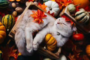 A Yellow baby British shorthair kitty with halloween pumpkins at brown autumn background