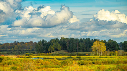 Latvian autumn nature. Forest and cloudy sky. Dead tree.