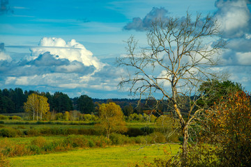 Latvian autumn nature. Forest and cloudy sky. Dead tree.
