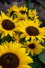 sunflowers © Emilia