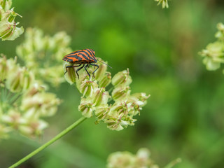 Graphosoma lineatum. Escarabajo rayado naranja y negro sobre una flor verde