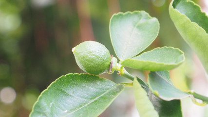 Lemon vegetable out of the flower the fresh on tree, Macro photo and close up at object around is blur