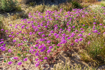Desert sand Verbena or hairy sand Verbena wildflower at Anza Borrego Desert State Park, CA, USA