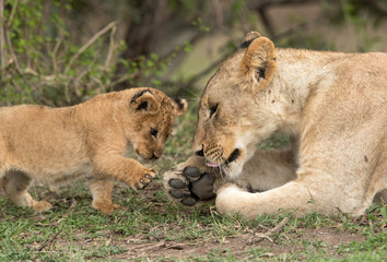 Lioness playing with her cub, Masai Mara, Kenya
