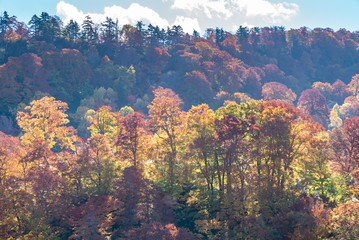 Fototapeta na wymiar Sunset Forest Autumn Akita Japan