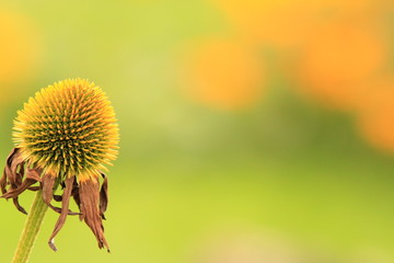 Herbstblüte