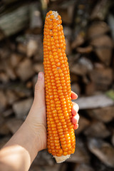 Female holding orange corn cob.