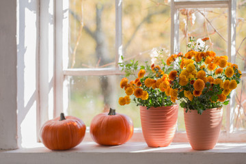 Fototapeta na wymiar chrysanthemums and pumpkins on old white windowsill