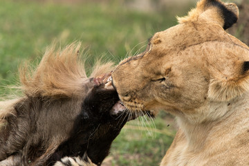 Lioness eating wildebeest kill, Masai Mara, Kenya