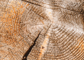 Fototapeta premium The old cracked stump texture