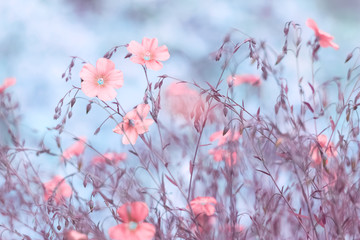 Pink flax flowers on toned beautiful blue background outdoors. Delicate art image, beautiful spring floral background. Selective focus.