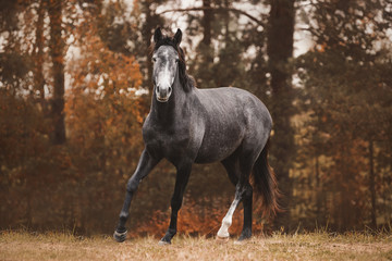portrait of trakehner mare horse trotting on green meadow on forest background in autumn