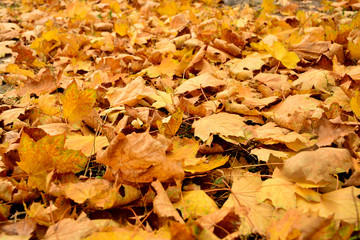 Beautiful autumn yellow leaves on the trees. The magic of autumn colors.
