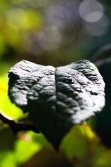 leaf on a tree in sunlight
