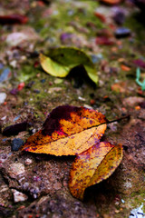 Fallen autumn leaf